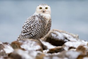 Snowy Owl
