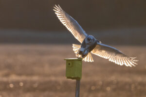 Snowy Owl Landing