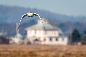 Snowy Owl and Pink House