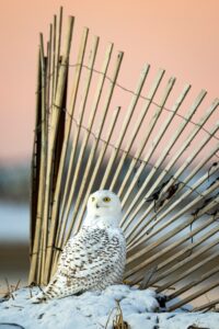 Snowy Owl at Sunrise