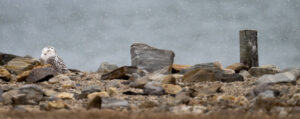 Snowy Owl in Snowfall