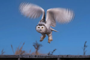 Snowy Takeoff