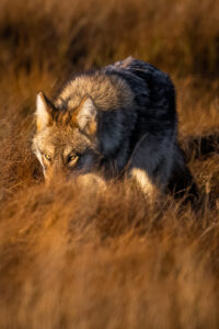 Stalking Coyote at Sunrise