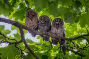 Three Owls