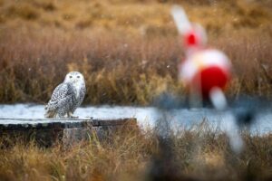 Wet Snowy Owl